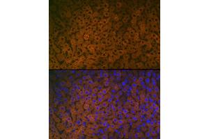 Immunofluorescence analysis of Mouse liver cells using FMO3 antibody (ABIN7267216) at dilution of 1:100.