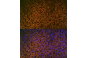 Immunofluorescence analysis of Mouse liver cells using FMO3 antibody (ABIN7267216) at dilution of 1:100. (FMO3 anticorps)