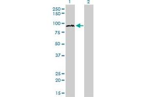 Western Blot analysis of TAX1BP1 expression in transfected 293T cell line by TAX1BP1 monoclonal antibody (M01), clone 2C3.
