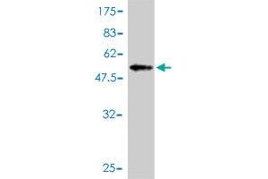 Western Blot detection against Immunogen (53. (TP53RK anticorps  (AA 1-253))