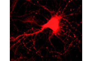 anti-Alpha, beta Synuclein (AA 2-25), (N-Term) antibody