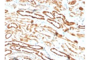 Formalin-fixed, paraffin-embedded human kidney stained with Erythropoietin Recombinant Rabbit Monoclonal Antibody (EPO/3793R). (Recombinant EPO anticorps  (AA 28-162))