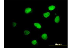 Immunofluorescence of purified MaxPab antibody to IKZF4 on HeLa cell. (IKZF4 anticorps  (AA 1-544))