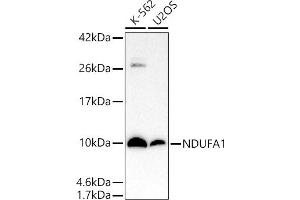Western blot analysis of extracts of various cell lines, using NDUF antibody (ABIN7268797) at 1:1000 dilution.
