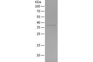 Western Blotting (WB) image for ATPase, Na+/K+ Transporting, beta 1 Polypeptide (ATP1B1) (AA 186-303) protein (His-IF2DI Tag) (ABIN7121945)