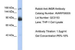 WB Suggested Anti-INSR  Antibody Titration: 0.