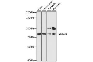 Western blot analysis of extracts of various cell lines, using ZNF333 antibody. (ZNF333 anticorps  (AA 1-303))