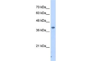 WB Suggested Anti-PIP3-E Antibody Titration:  2. (ICEF1 anticorps  (C-Term))