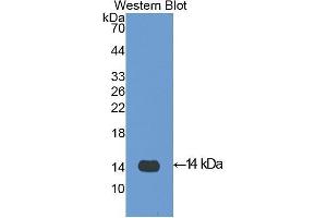 Western Blotting (WB) image for anti-Platelet Factor 4 (PF4) (AA 30-105) antibody (ABIN1172512) (PF4 anticorps  (AA 30-105))