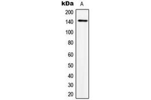 Western blot analysis of TRPS1 expression in HeLa (A) whole cell lysates. (TRPS1 anticorps  (N-Term))