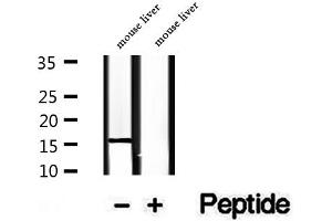 Western blot analysis of extracts of mouse liver tissue, using RPS14 antibody. (RPS14 anticorps  (Internal Region))