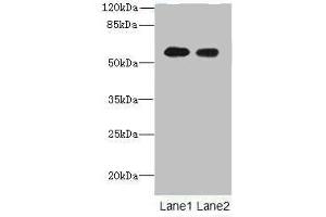 Western blot All lanes: Tektin-5 antibody at 16 μg/mL Lane 1: NIH/3T3 whole cell lysate Lane 2: HepG2 whole cell lysate Secondary Goat polyclonal to rabbit IgG at 1/10000 dilution Predicted band size: 56 kDa Observed band size: 56 kDa (TEKT5 anticorps  (AA 1-485))