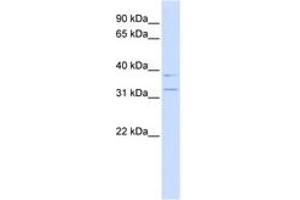Image no. 1 for anti-Potassium Channel Regulator (KCNRG) (N-Term) antibody (ABIN6742716) (KCNRG anticorps  (N-Term))