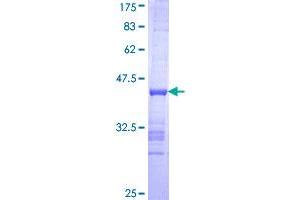 Image no. 1 for Exonuclease 1 (EXO1) (AA 747-846) protein (GST tag) (ABIN1353210)