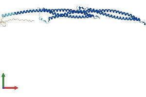AlphaFold protein structure predicition of Human Recombinant TEKT4 Protein, UniprotID Q8WW24