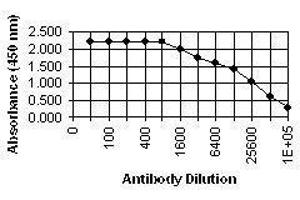 anti-CMV Glycoprotein B (CMV gB) antibody