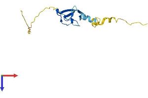 AlphaFold protein structure predicition of Human Recombinant LIMD2 Protein, UniprotID Q9BT23