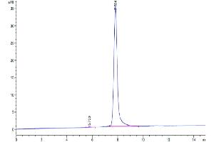 The purity of Human BCAM is greater than 95 % as determined by SEC-HPLC. (BCAM Protein (AA 32-547) (His tag))