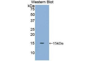 Western Blotting (WB) image for anti-Carcinoembryonic Antigen Gene Family (CEA) (AA 566-698) antibody (ABIN1858353) (CEA anticorps  (AA 566-698))