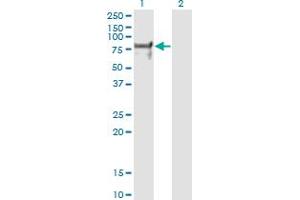Western Blot analysis of NRF1 expression in transfected 293T cell line by NRF1 monoclonal antibody (M01), clone 2F9.