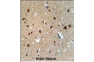 AFTPH Antibody (C-term) (ABIN651958 and ABIN2840475) immunohistochemistry analysis in formalin fixed and paraffin embedded human brain tissue followed by peroxidase conjugation of the secondary antibody and DAB staining. (Aftiphilin anticorps  (C-Term))