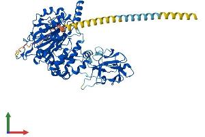 AlphaFold protein structure predicition of Mouse Recombinant Galnt3 Protein, UniprotID P70419