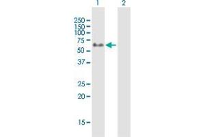 Western Blot analysis of GYG2 expression in transfected 293T cell line by GYG2 MaxPab polyclonal antibody. (Glycogenin 2 anticorps  (AA 1-470))