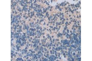IHC-P analysis of Mouse Tissue, with DAB staining. (IGFBP2 anticorps  (AA 24-305))