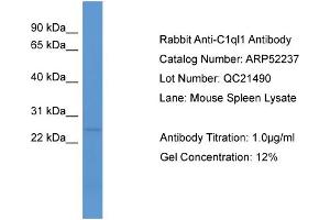 WB Suggested Anti-C1ql1  Antibody Titration: 0.