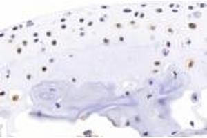 Immunohistochemistry analysis of paraffin-embedded mouse bone using BMP4 (ABIN7073215) at dilution of 1:2000. (BMP4 anticorps)