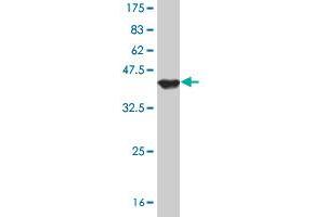 Western Blot detection against Immunogen (37.