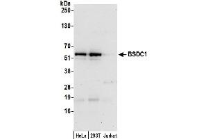 Western Blotting (WB) image for anti-BSD Domain Containing 1 (BSDC1) (AA 380-430) antibody (ABIN7452592)