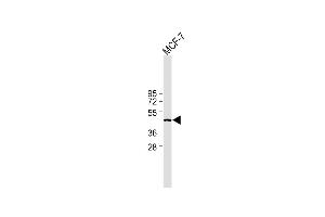 All lanes : Anti-IDH1 Antibody (Center) at 1:2000 dilution Lane 1: MCF-7 whole cell lysate Lysates/proteins at 20 μg per lane. (IDH1 anticorps  (AA 116-143))
