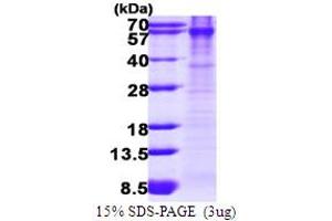 SDS-PAGE (SDS) image for B Lymphoid Tyrosine Kinase (BLK) (AA 1-505) protein (His tag) (ABIN667955) (BLK Protein (AA 1-505) (His tag))