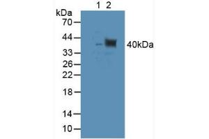 Figure. (TUBD1 anticorps  (AA 238-482))