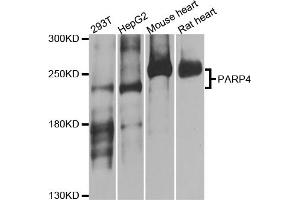 Western blot analysis of extracts of various cell lines, using PARP4 antibody (ABIN5974833) at 1/1000 dilution. (PARP4 anticorps)