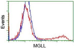 Image no. 3 for anti-Monoglyceride Lipase (MGLL) antibody (ABIN1499441) (MGLL anticorps)