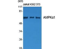Western Blot (WB) analysis of specific cells using AMPKalpha1 Polyclonal Antibody. (PRKAA1 anticorps  (Thr280))