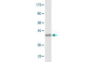 Western Blot detection against Immunogen (36.