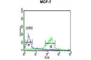 CI091 Antibody (C-term) flow cytometric analysis of MCF-7 cells (right histogram) compared to a negative control cell (left histogram). (C9ORF91 anticorps  (C-Term))