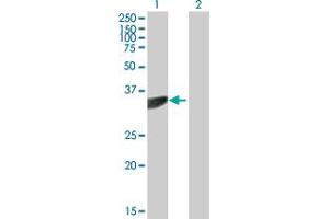 Western Blot analysis of PTER expression in transfected 293T cell line by PTER MaxPab polyclonal antibody. (PTER anticorps  (AA 1-349))