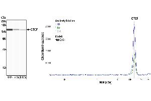Western Blotting (WB) image for anti-CCCTC-Binding Factor (Zinc Finger Protein) (CTCF) (AA 650-700) antibody (ABIN7453967) (Recombinant CTCF anticorps  (AA 650-700))