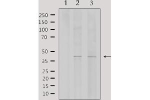 Western blot analysis of extracts from various samples, using WTAP Antibody. (WTAP anticorps  (C-Term))