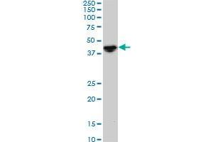 NODAL monoclonal antibody (M05), clone 5A3. (Nodal anticorps  (AA 275-346))