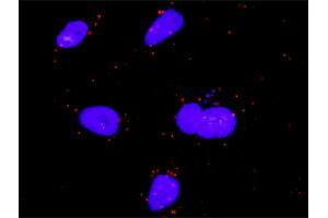 Proximity Ligation Analysis of protein-protein interactions between FGF5 and MAPK1.
