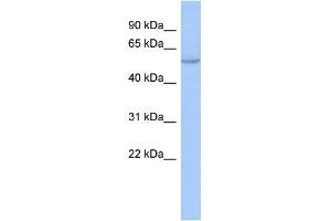 WB Suggested Anti-ZNF639 Antibody Titration:  0. (ZNF639 anticorps  (N-Term))