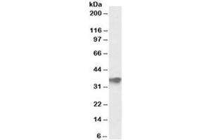 Western blot testing of human testis lysate with FBXO4 antibody at 0. (FBXO4 anticorps)