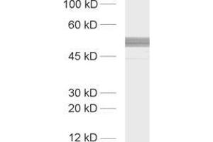 dilution: 1 : 1000, sample: rat brain homogenate