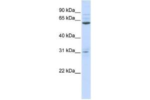 ISX antibody used at 0. (ISX anticorps  (N-Term))