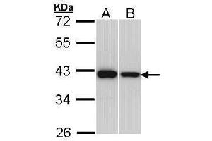 WB Image Sample (30 ug of whole cell lysate) A: H1299 B: Hep G2 , 12% SDS PAGE antibody diluted at 1:1000 (RAD51 anticorps  (Center))